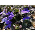 Ajuga reptans ‘Mahogany’