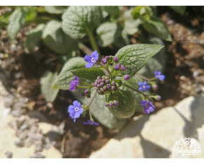 Brunnera macrophylla ‘Sea Heart’