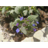 Brunnera macrophylla ‘Sea Heart’