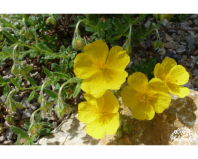 Helianthemum ‘Sterntaler’