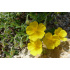 Helianthemum ‘Sterntaler’