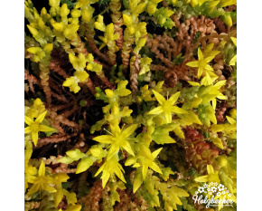 Sedum acre