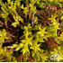 Sedum acre