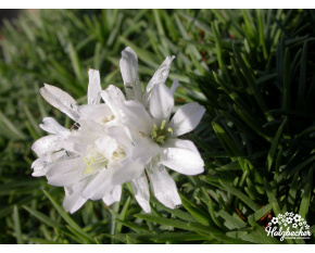 Armeria juniperifolia ‘Alba’