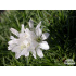Armeria juniperifolia ‘Alba’