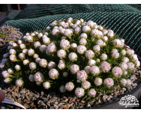 Armeria juniperifolia ‘Babí Lom’