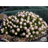 Armeria juniperifolia ‘Babí Lom’