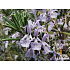 Rosmarinus officinalis ‘Blue Winter’