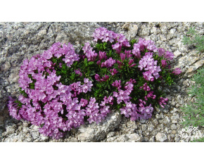 Daphne arbuscula