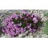 Daphne arbuscula