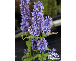 Agastache ‘Black Adder’