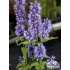 Agastache ‘Black Adder’