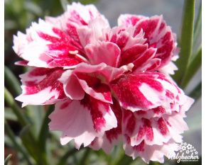 Dianthus ‘Whatfield Gem’