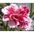 Dianthus ‘Whatfield Gem’
