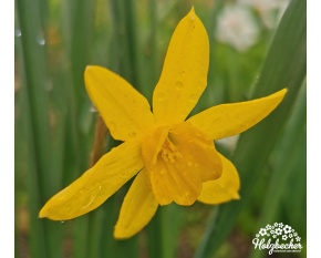 Narcissus ‘Quail’