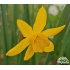 Narcissus ‘Quail’