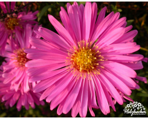 Aster novi-belgii ‘Rosa Perle’