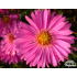 Aster novi-belgii ‘Rosa Perle’