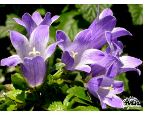 Campanula chamissonis