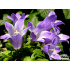 Campanula chamissonis