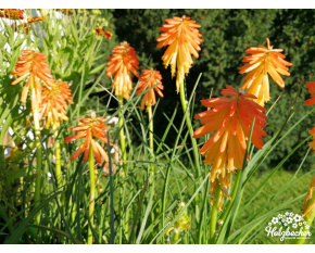 Kniphofia ‘Fire Glow’