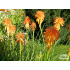 Kniphofia ‘Fire Glow’