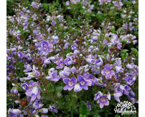 Veronica liwanensis