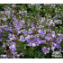 Veronica liwanensis