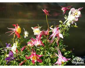 Aquilegia ‘McKana Hybrid’