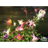 Aquilegia ‘McKana Hybrid’