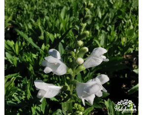 Physostegia virginiana ‘Alba’