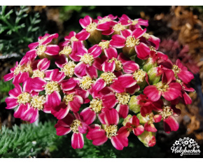 Achillea millefolium ‘Desert Eve Deep Rose’