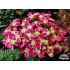 Achillea millefolium ‘Desert Eve Deep Rose’