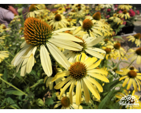 Echinacea ‘Cleopatra’