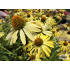 Echinacea ‘Cleopatra’