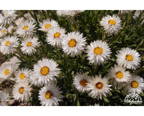 Helichrysum marginatum
