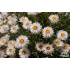 Helichrysum marginatum