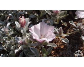 Convolvulus nitidus