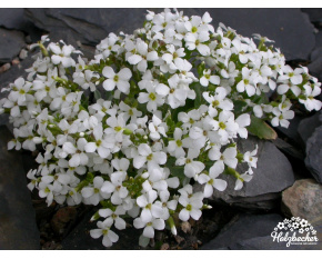 Arabis brevifolia