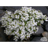 Arabis brevifolia