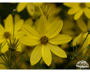 Coreopsis verticillata