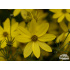 Coreopsis verticillata