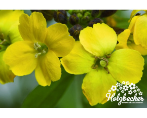 Erysimum hybridum ‘Canaries’