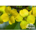 Erysimum hybridum ‘Canaries’