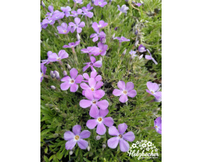 Phlox kelseyi