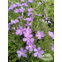 Phlox kelseyi