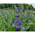 Caryopteris × clandonensis ‘Dark Knight’