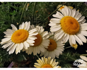 Anthemis tinctoria ‘E.C. Buxton’