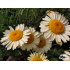 Anthemis tinctoria ‘E.C. Buxton’