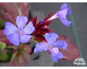 Ceratostigma plumbaginoides